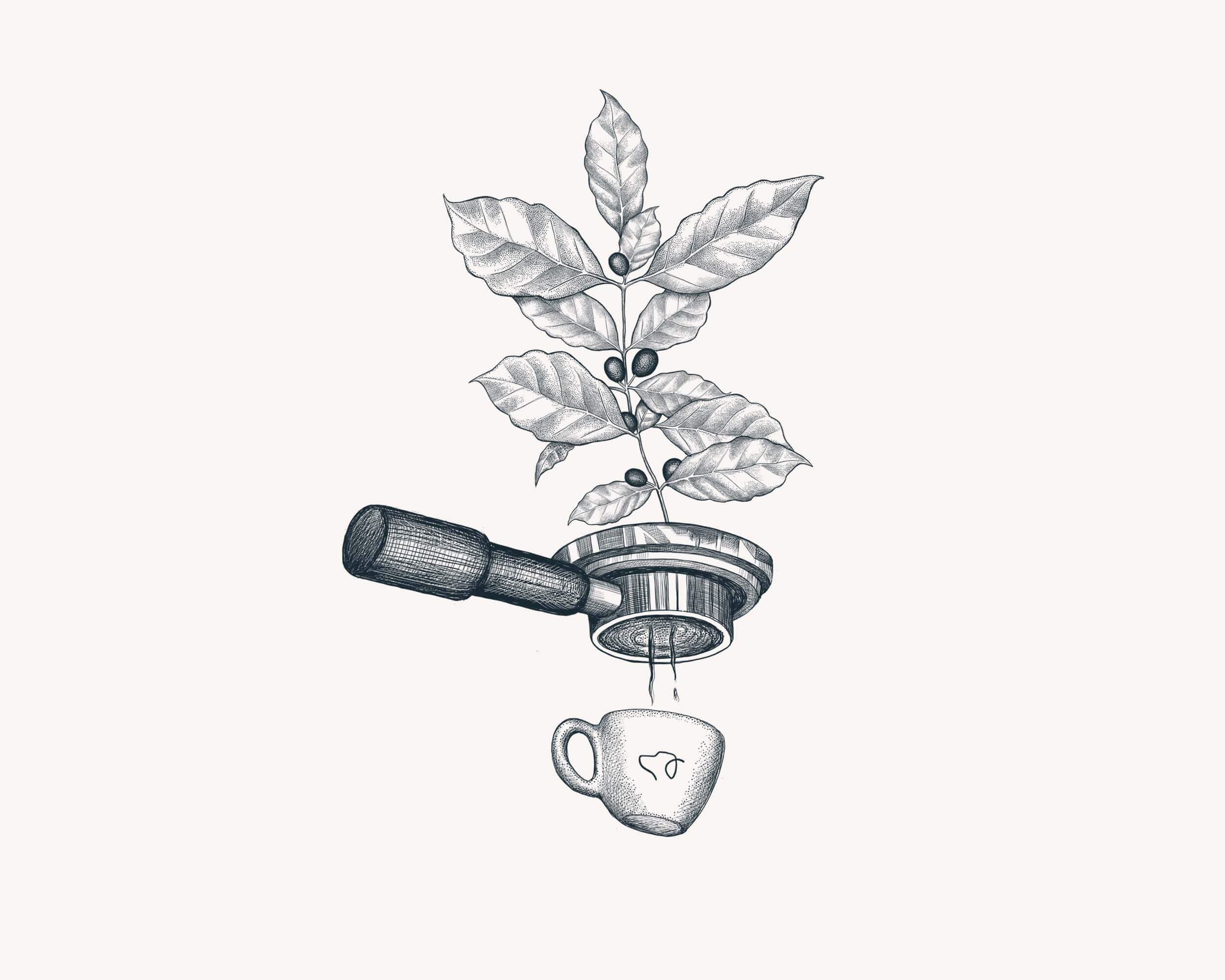 soil-to-sip-coffee-illustration.jpg