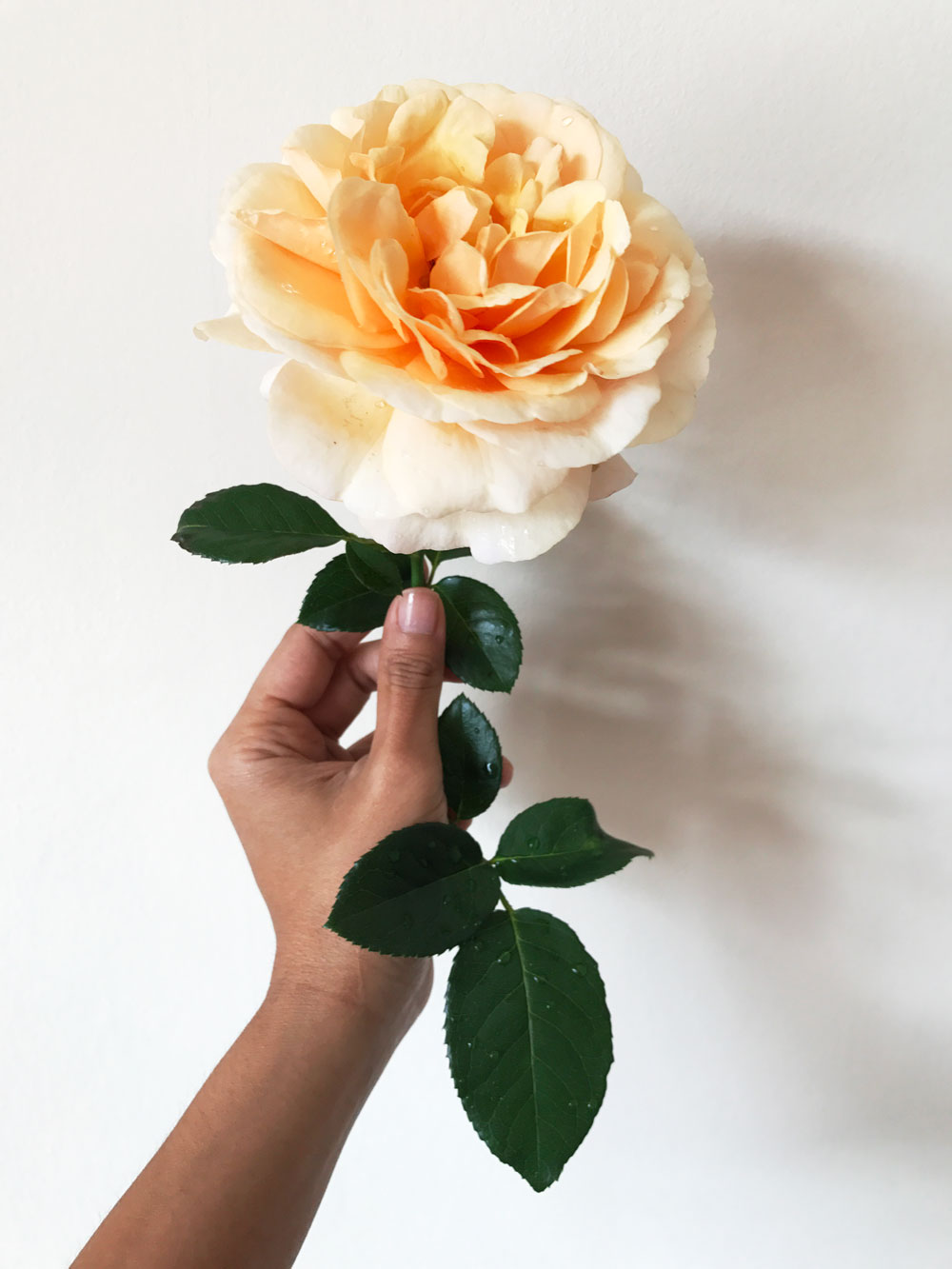 Simple Peach (Harkness Roses) from my balcony garden. Photo © Zarina Holmes