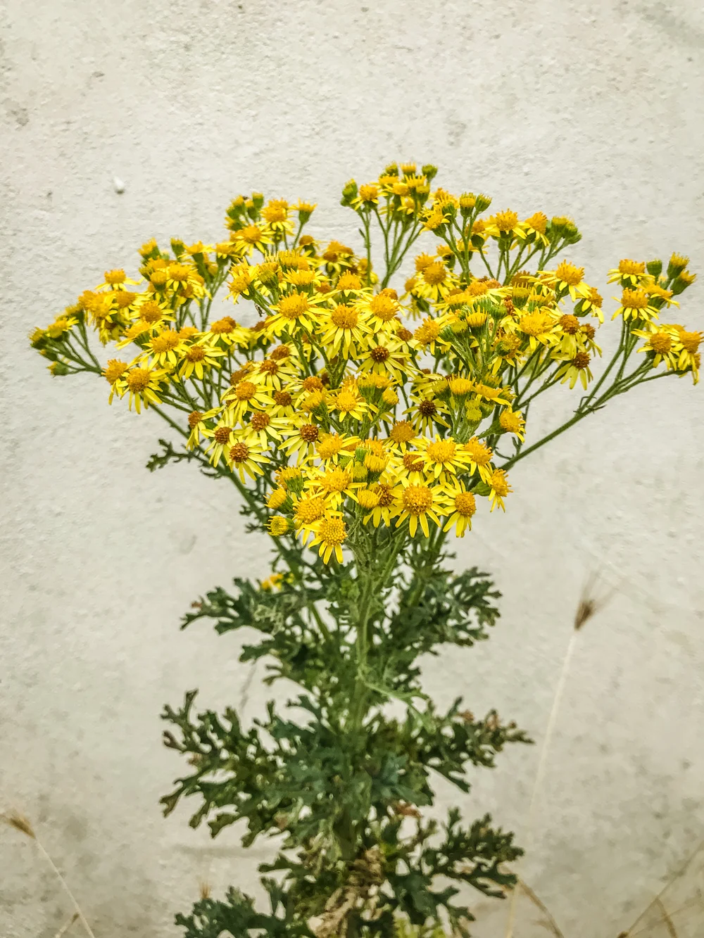 Wild camomile.