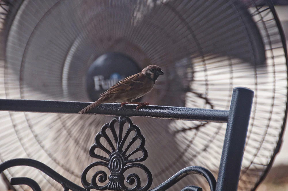 A sparrow at the jetty. Lumut, Perak.