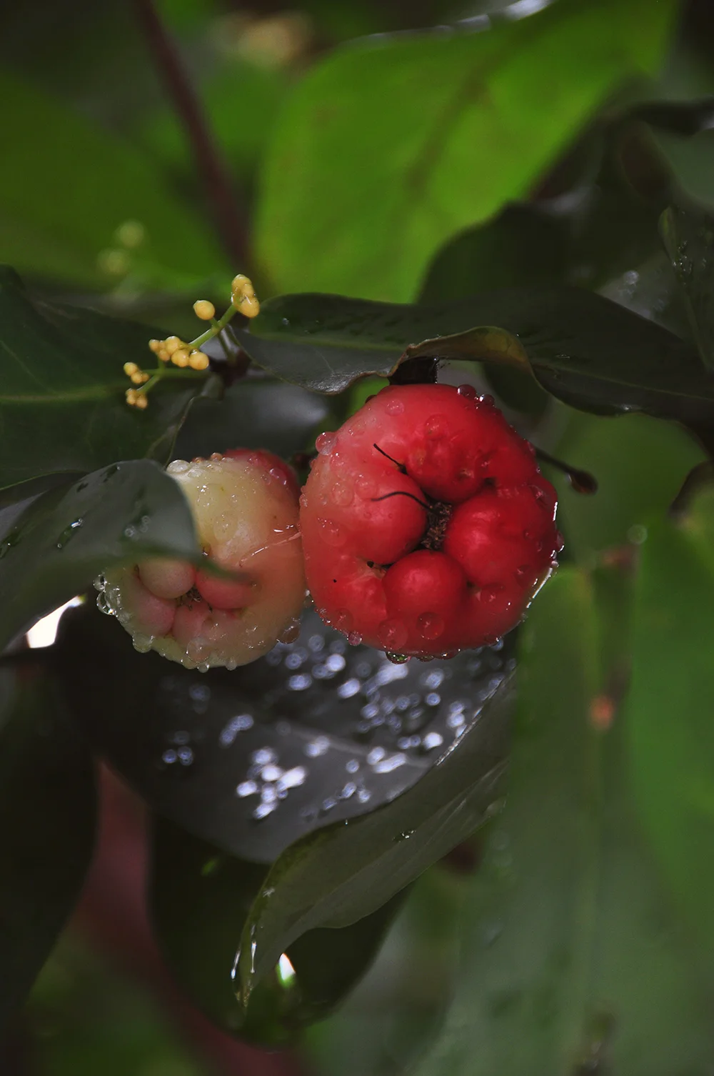 After the rain by the seaside.