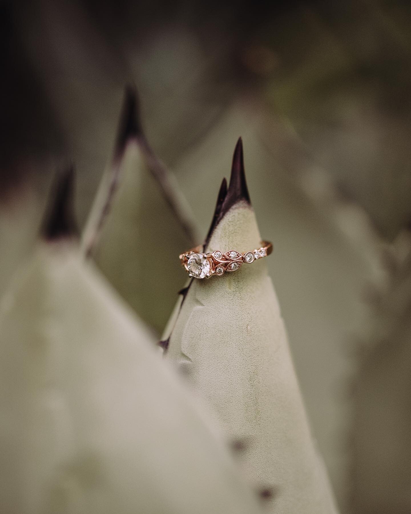 not sure whether i liked the flower or the succulent so here&rsquo;s both 👋🏻

~
#longwoodgardens #longwoodgardensengagement #longwoodgardensconservatory #engagementring #sincerelydj #vintageengagementring #njweddingphotographer #njengagementphotogr