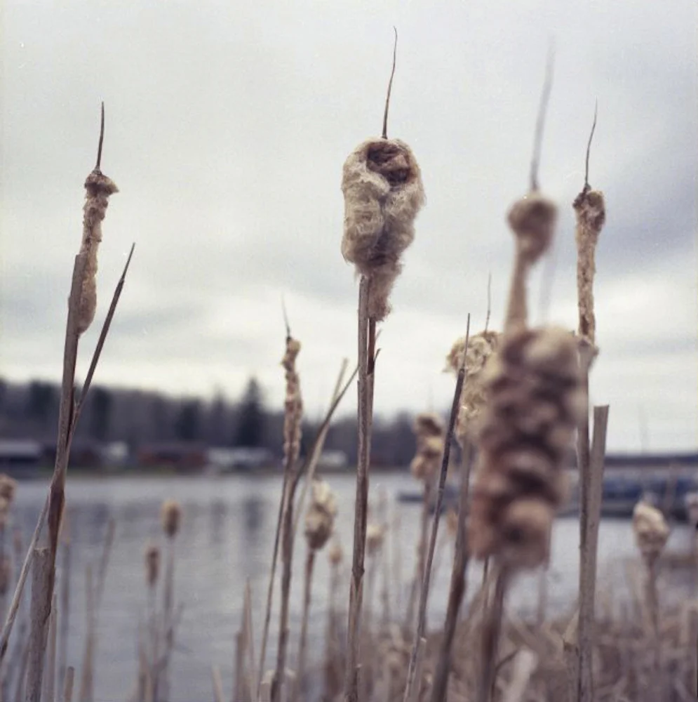 Lester_king Fisher004.jpg