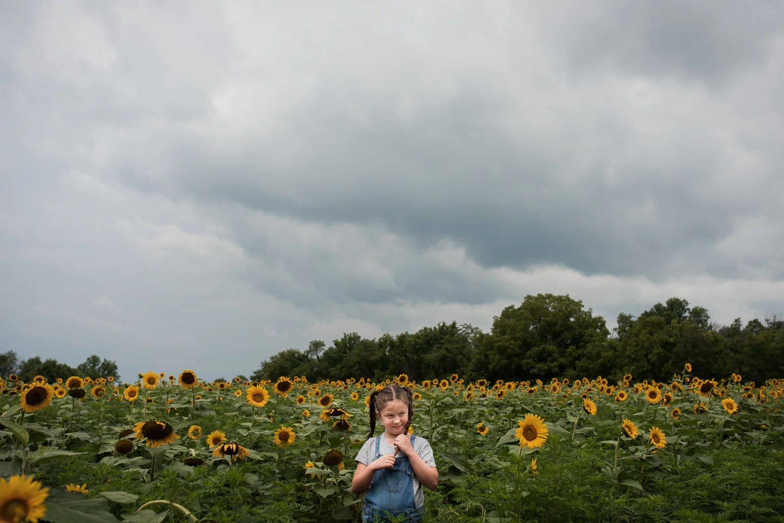 sunflowers-.jpg