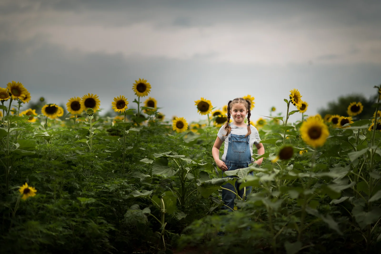 sunflowers-3482.jpg