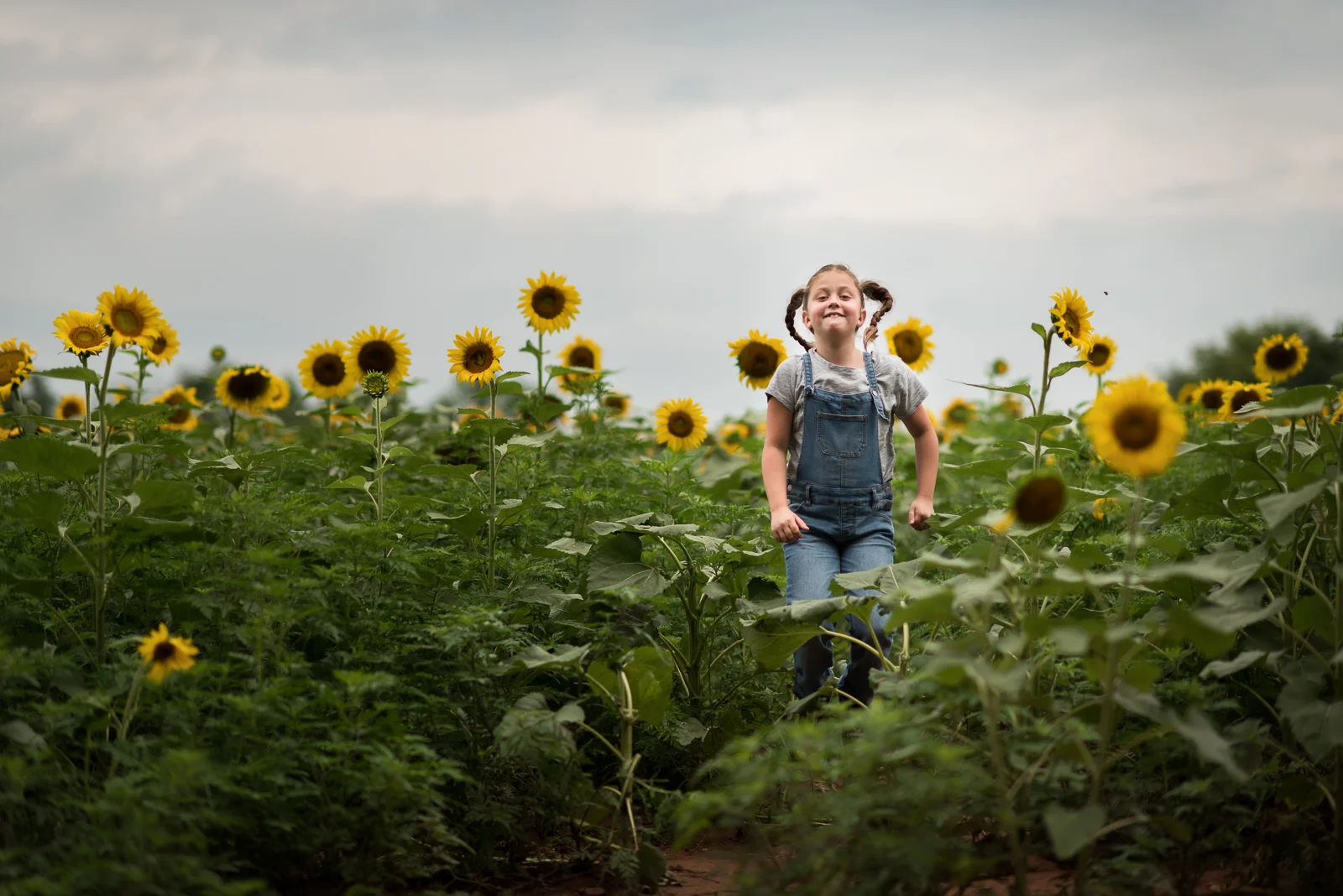 sunflowers--4.jpg