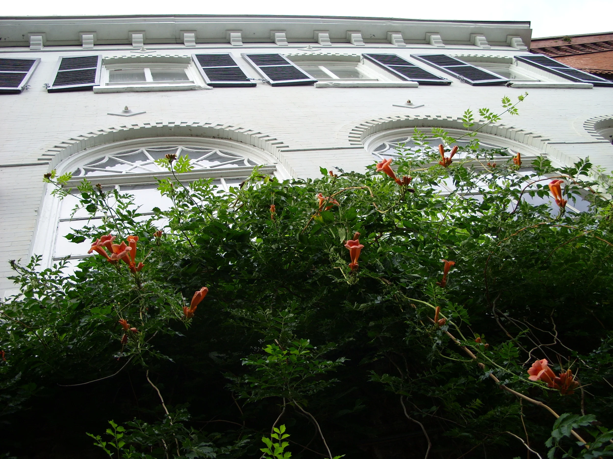  Some trumpet flowers growing at the back of an old River Street warehouse. 