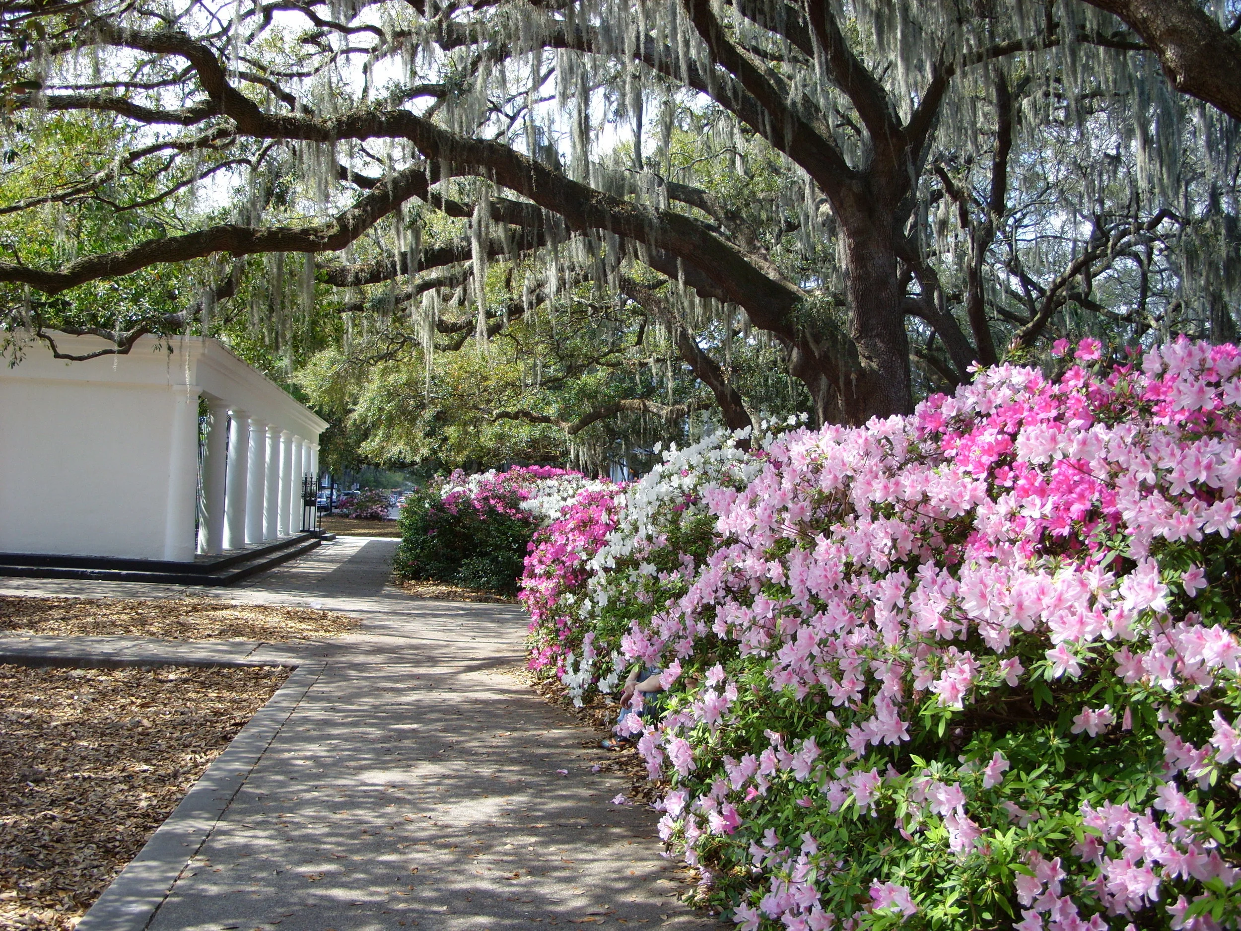  A view of some azalea bushes in Forsyth Park. 