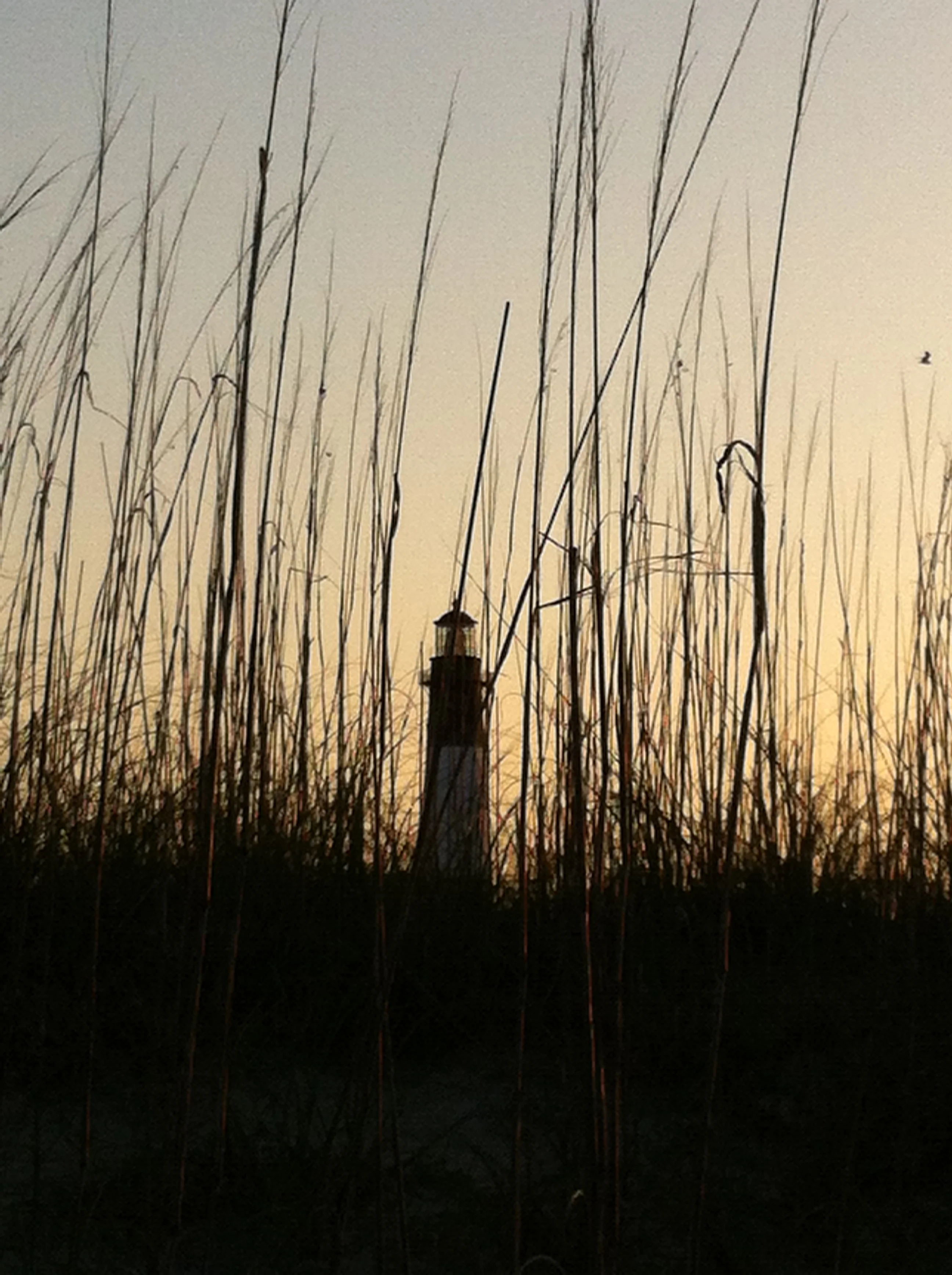  Another look at the Tybee Island lighthouse through the grass at sunset. 