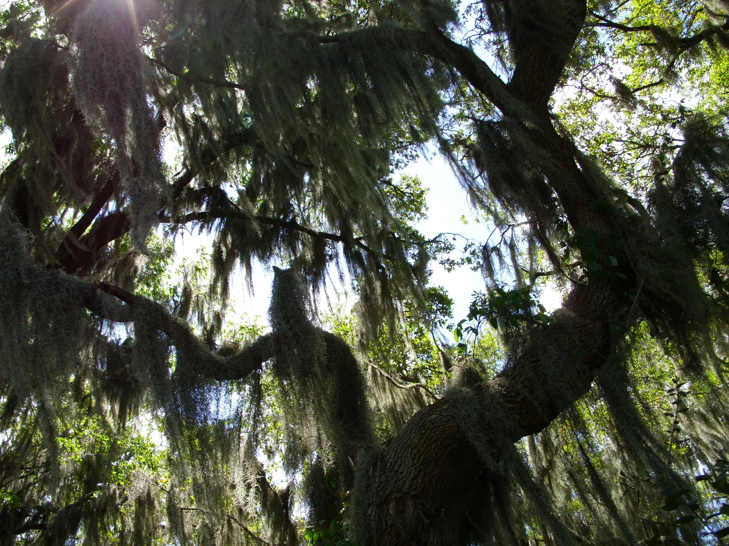  Moss hanging from oak trees at the SNWR 