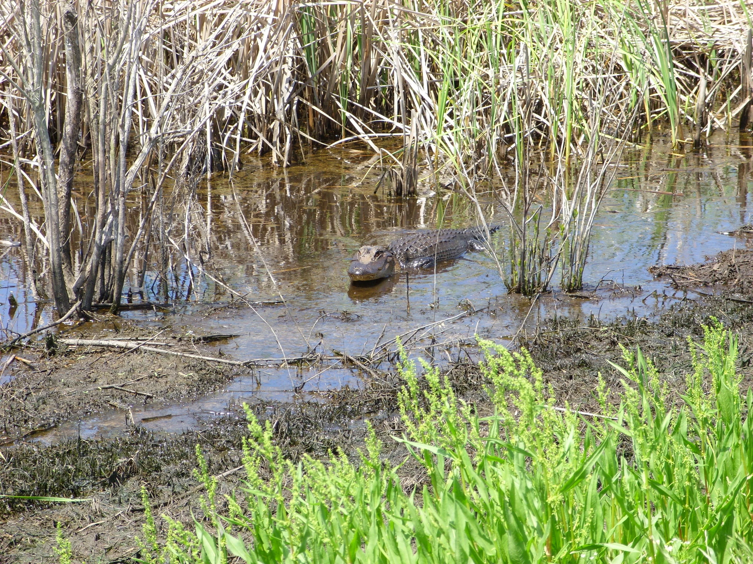  An alligator at SNWR 