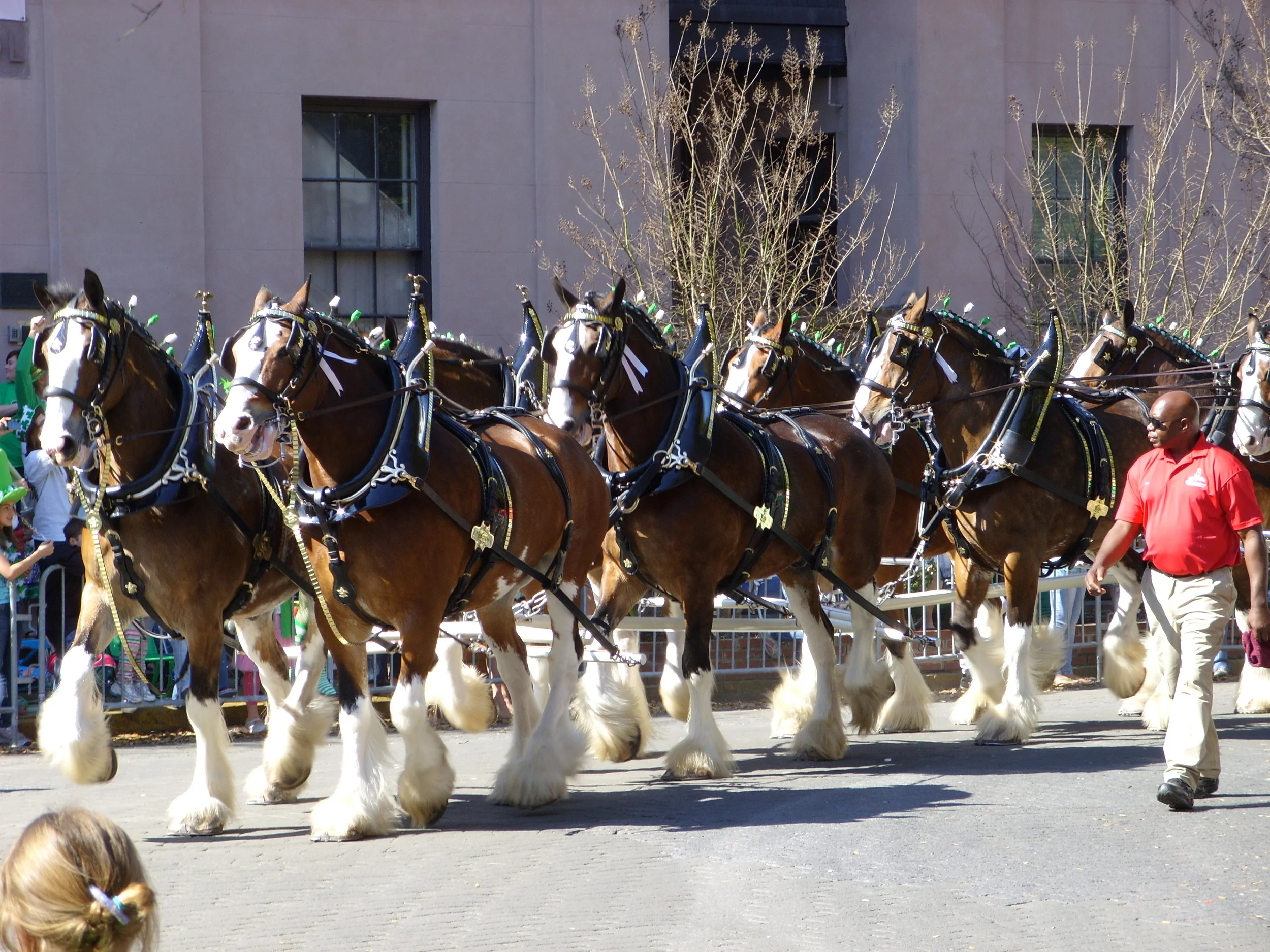  The Budweiser Clydesdales march in our parade almost every year 
