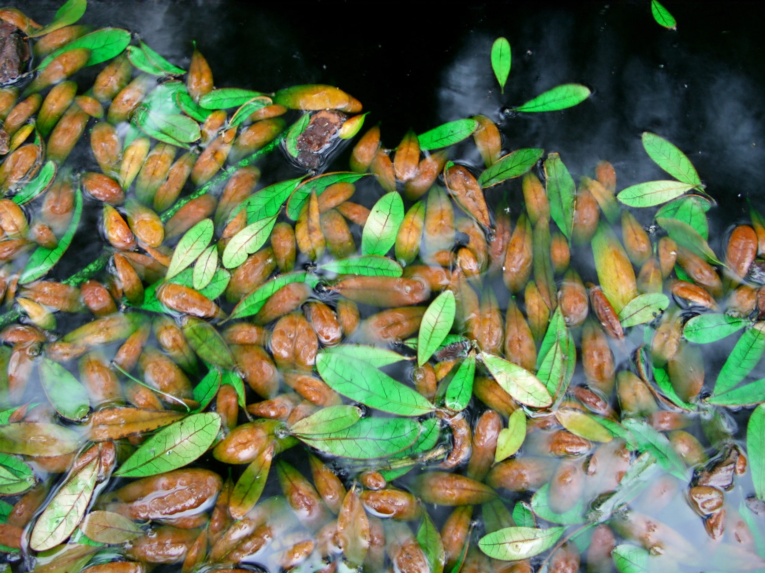  Leaves drifting in green water in one of the fountains 