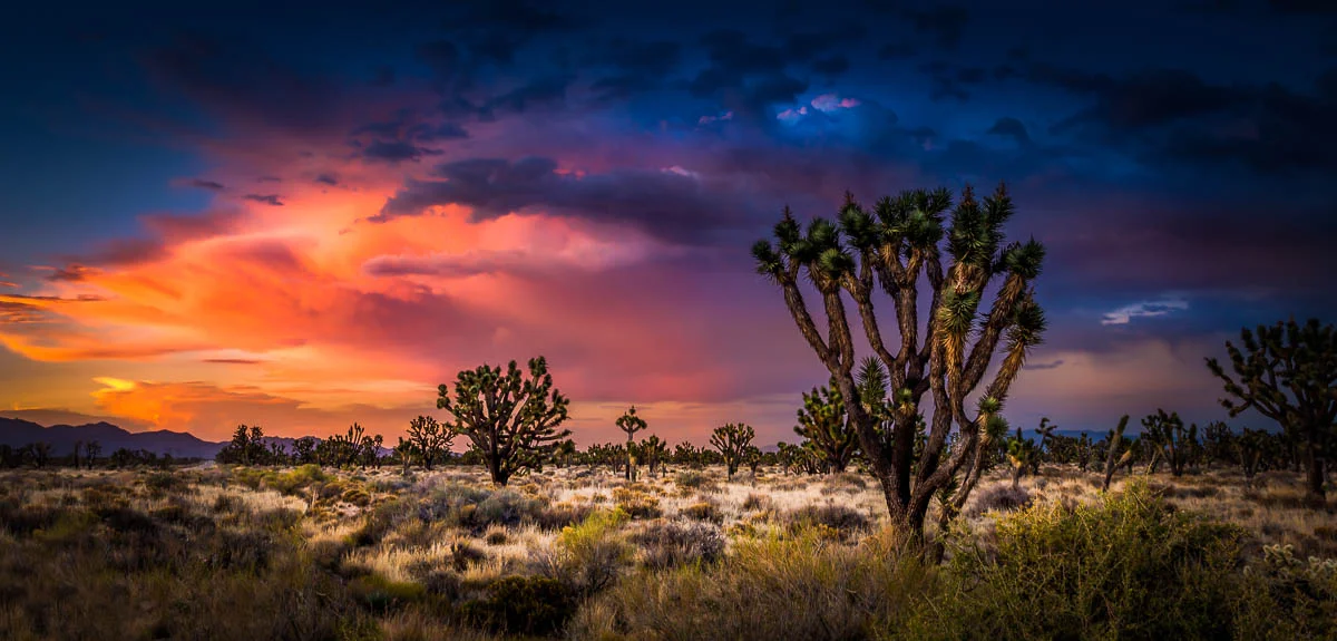 Joshua Trees in the Evening