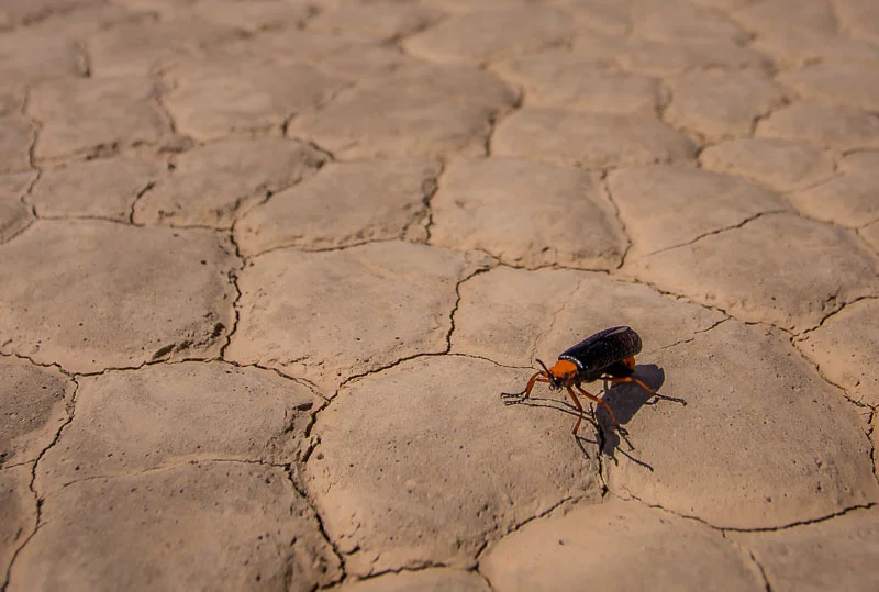 Large insect on the Racetrack in Death Valley