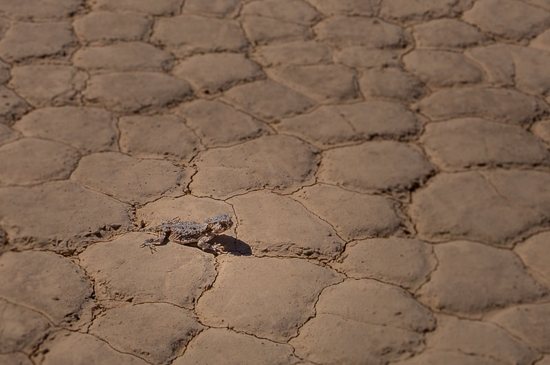 Lizard on the Racetrack in Death Valley