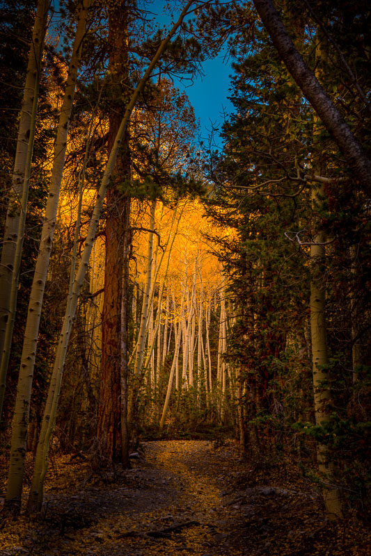 Glowing Aspen Grove