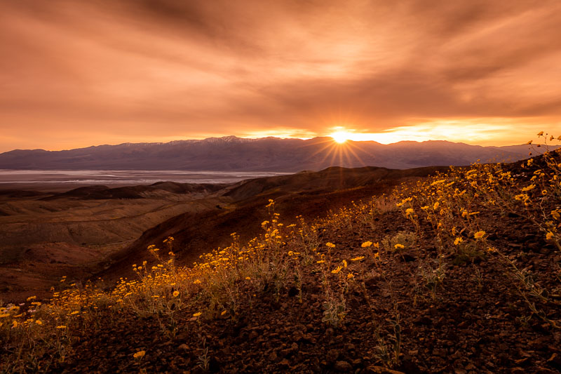 Wildflowers at Sunset, Death Valley National Park
