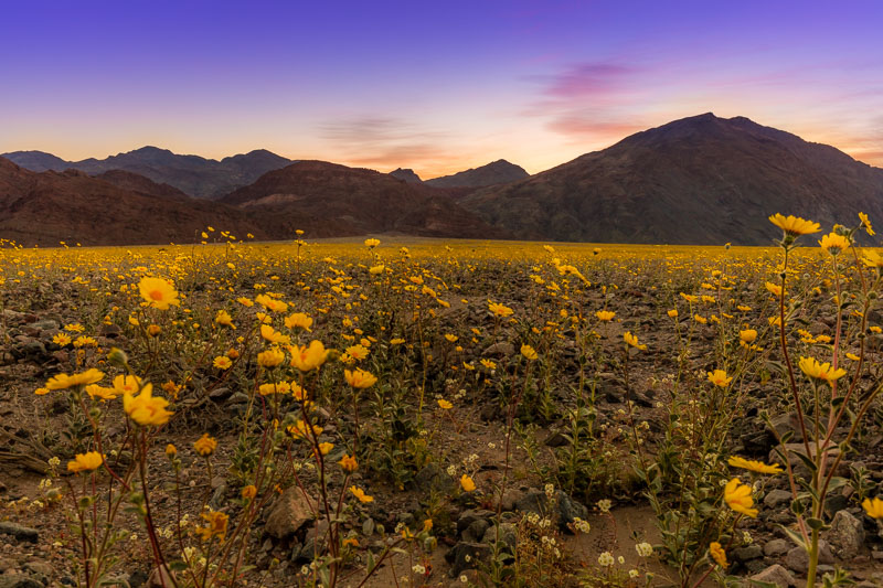 Early Morning Wildflowers, Death Valley National Park