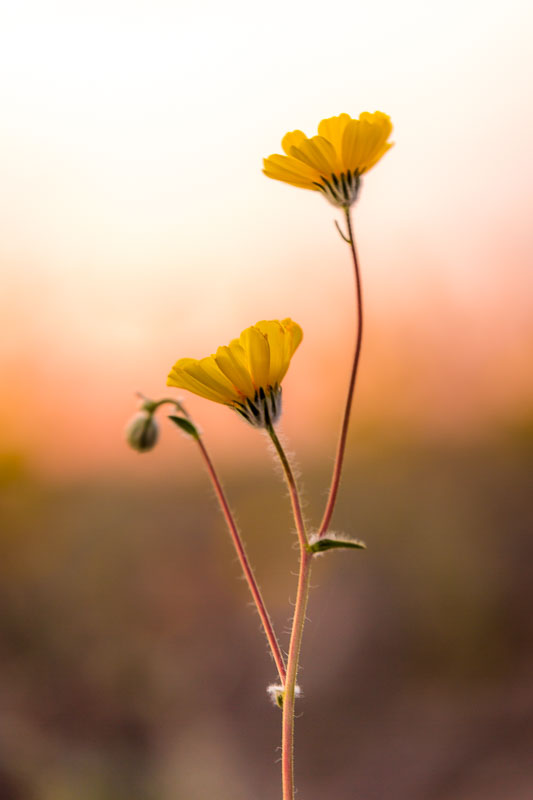 Wildflower Portrait, Death Valley National Park
