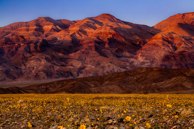 Super Bloom, Death Valley National Park