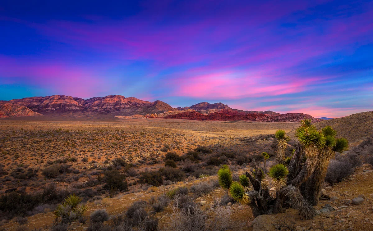 Cotton Candy Morning