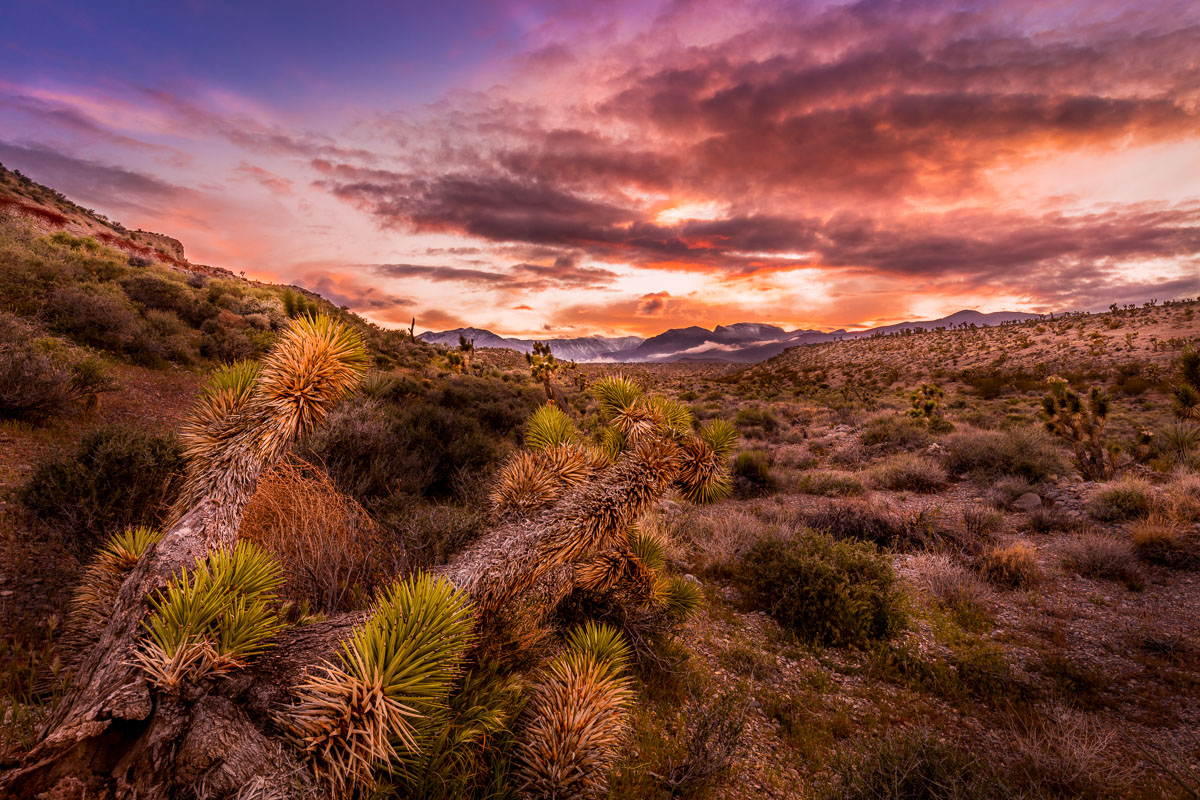 A Lazy Evening at Red Rock, Red Rock Canyon National Conservation Area