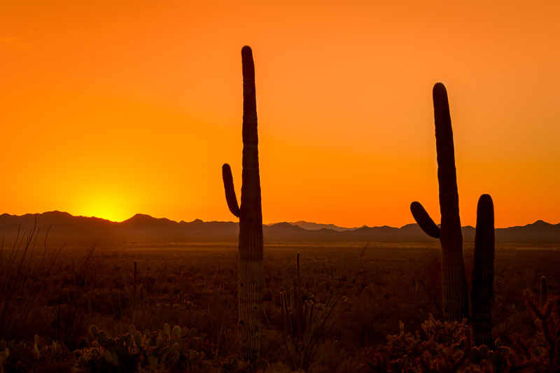 Good Night Saguaros, Saguaro National Park