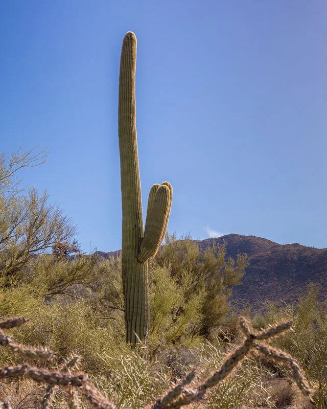 The Fighter, Saguaro National Park