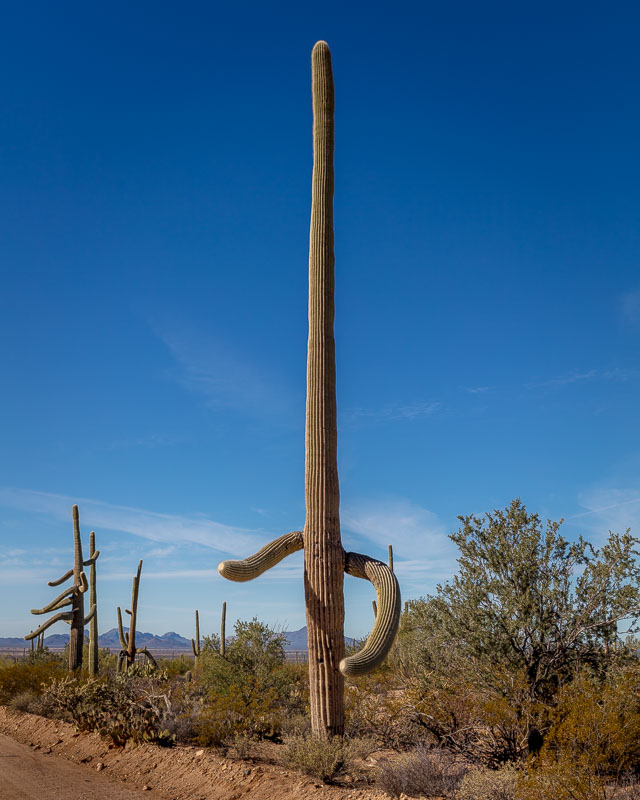 The Dancer, Saguaro National Park