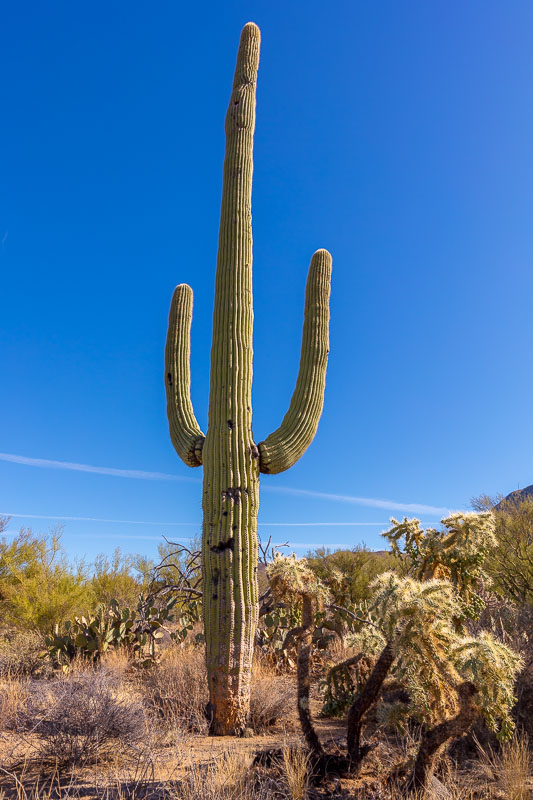 The Hold-Up Victim, Saguaro National Park