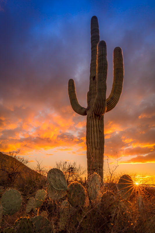 Saguaro in the Setting Sun, Saguaro National Park