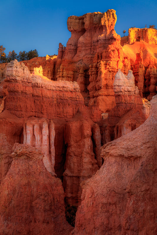 Morning light begins to illuminate the hoodoos, Bryce Canyon National Park