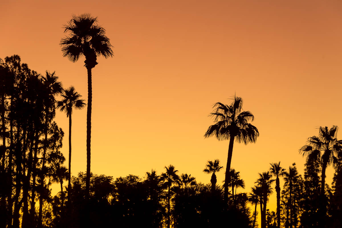 Palm Tree Silhouette