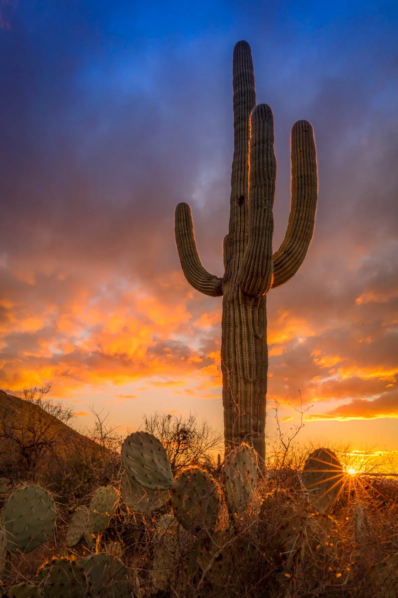 Saguaro in the Setting Sun