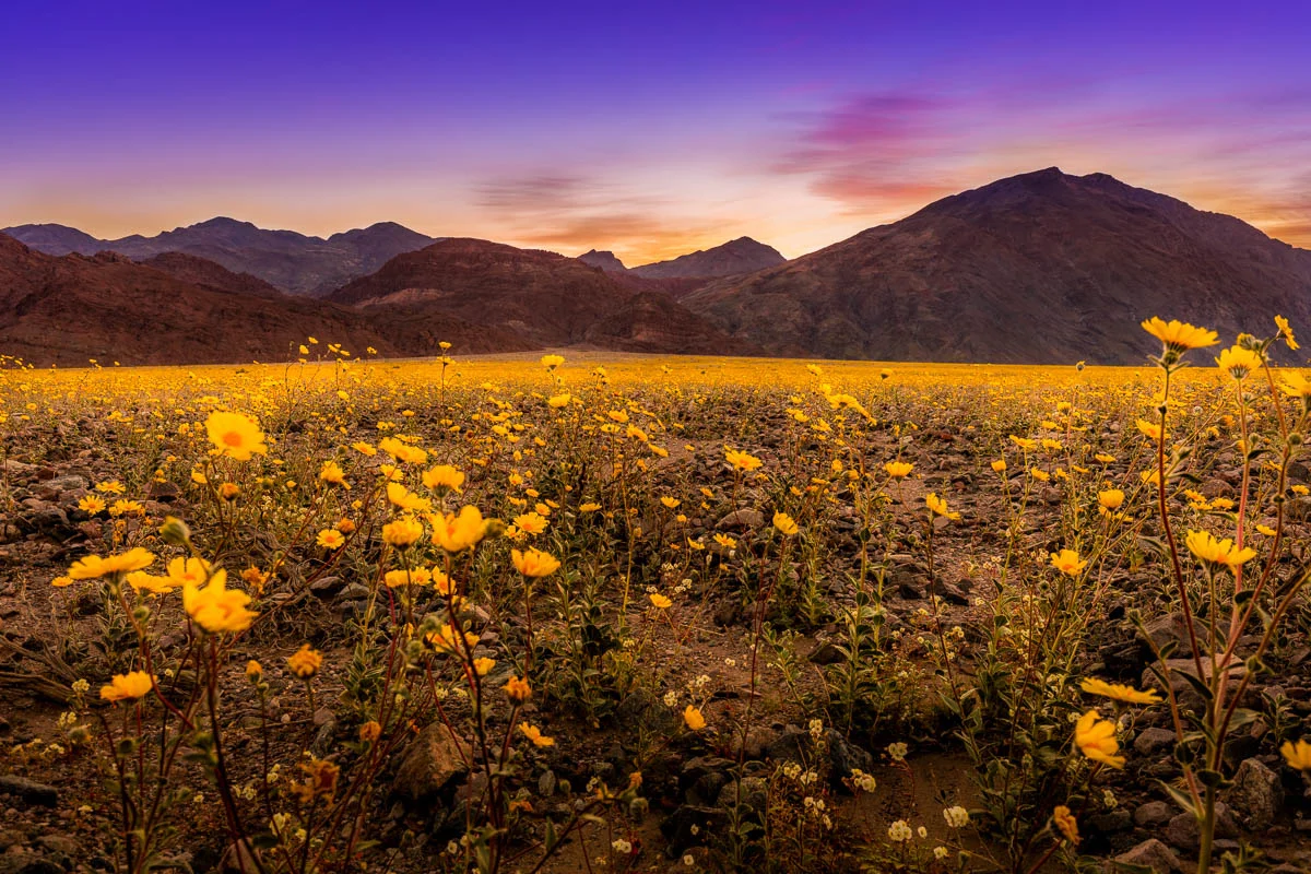 Super Bloom at Sunrise
