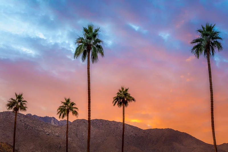 Five Palm Trees at Sunset, Palm Springs, CA