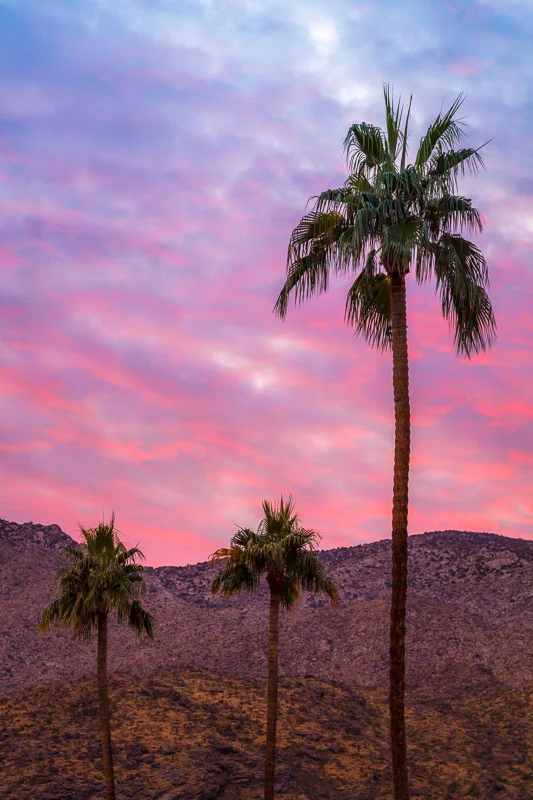 Three Palm Trees at Sunset, Palm Springs CA