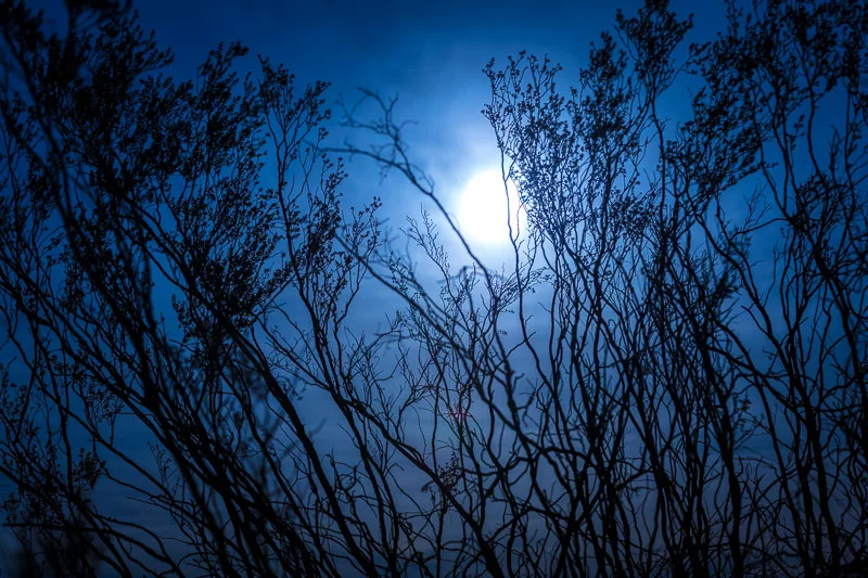 The Moon peaks through a desert plant in the sand dunes of Death Valley National Park.