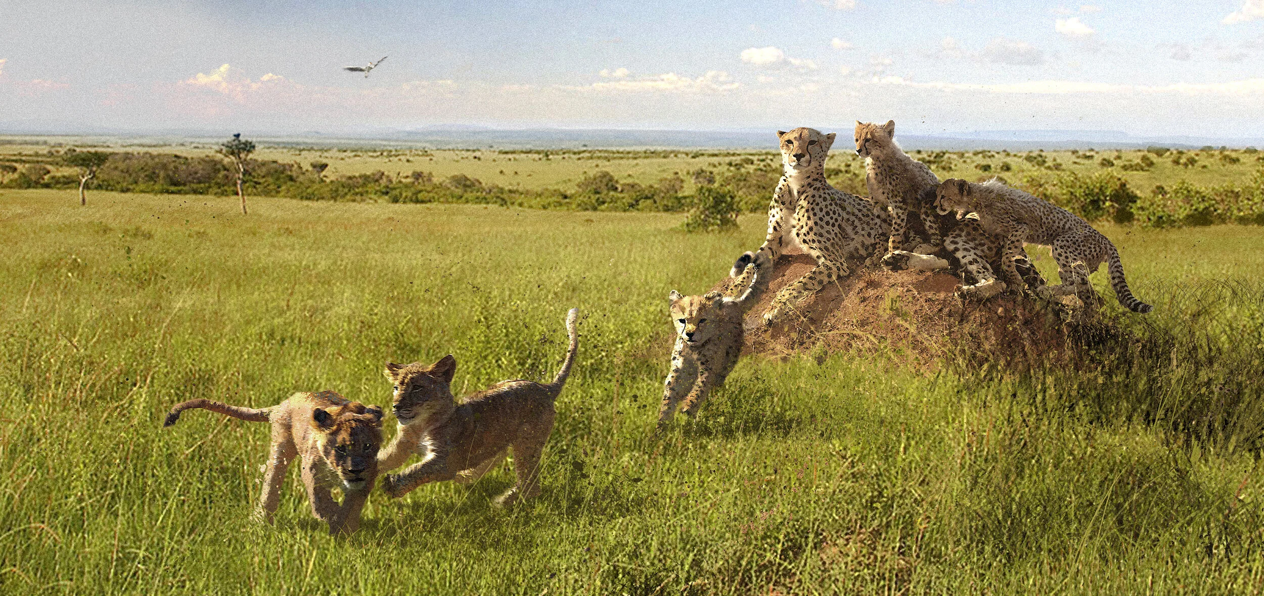 CheetahChase_VistaRevise_v005_171030_JZ.jpg