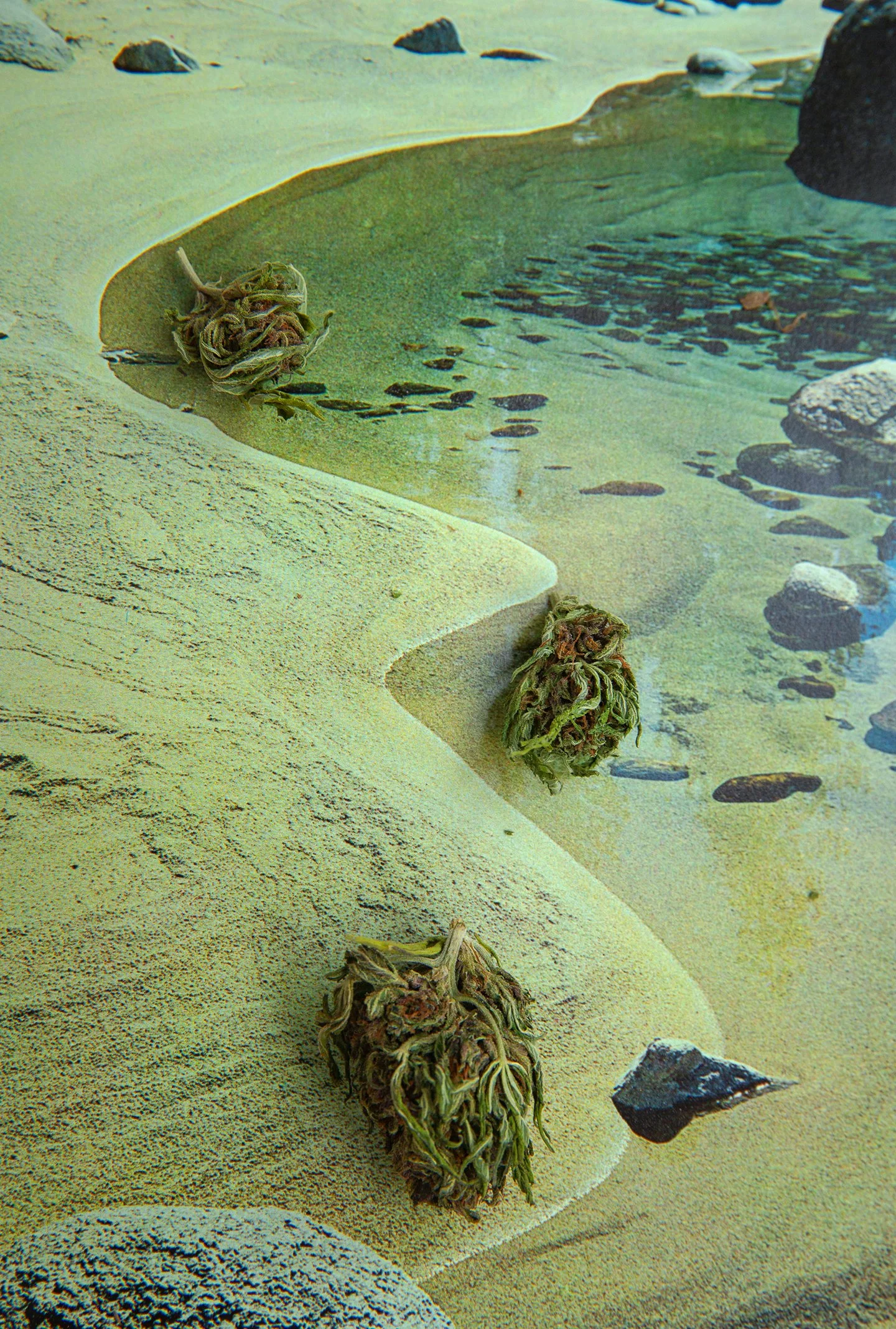 Cosmic_herbals__004.jpg