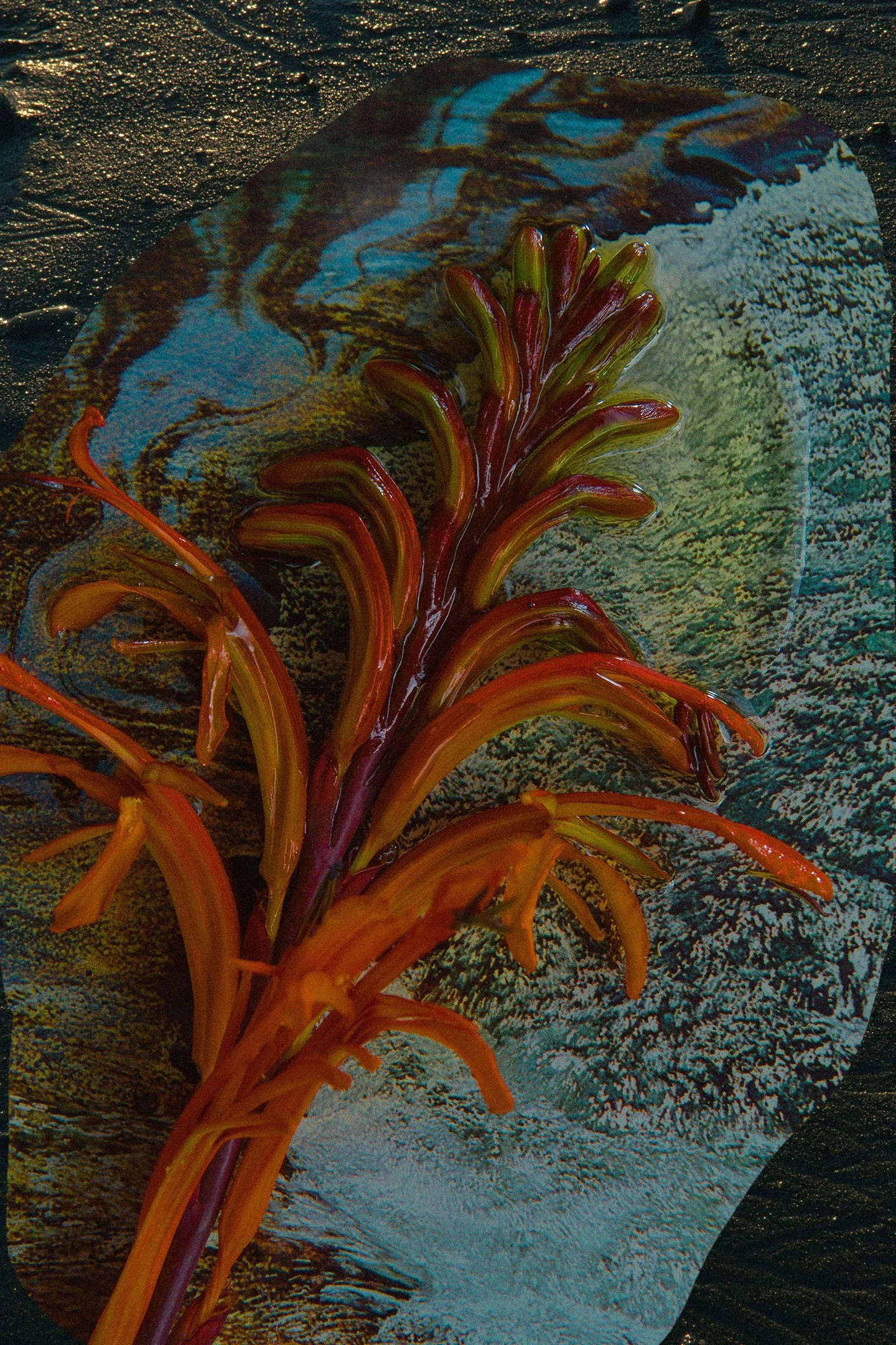 Cosmic_herbals__005.jpg