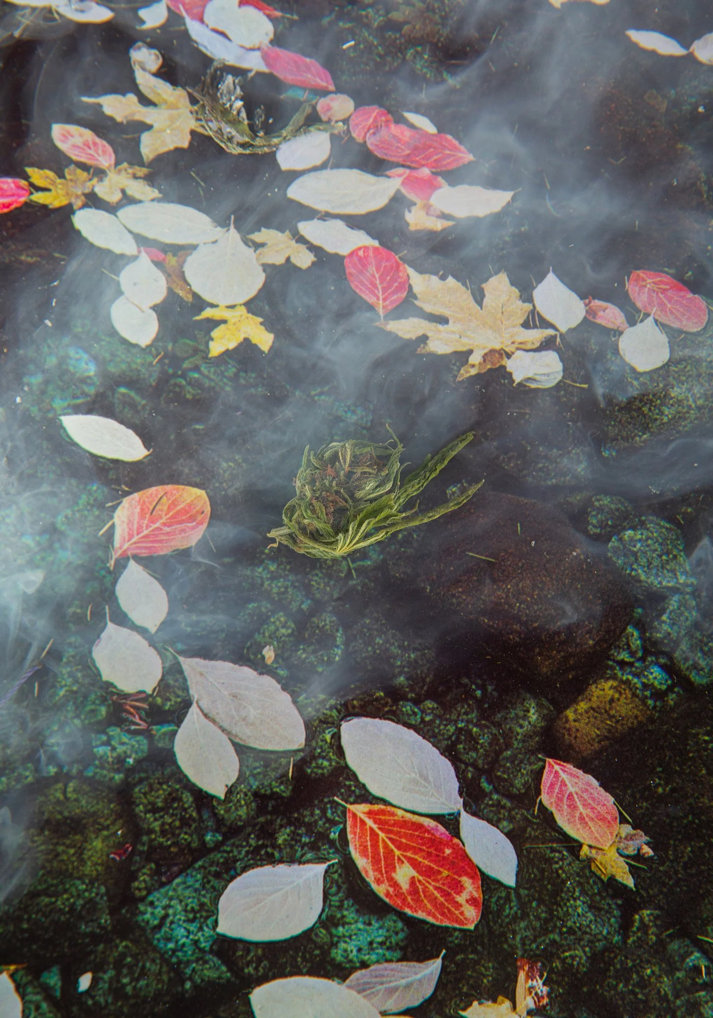 Cosmic_herbals__023.jpg
