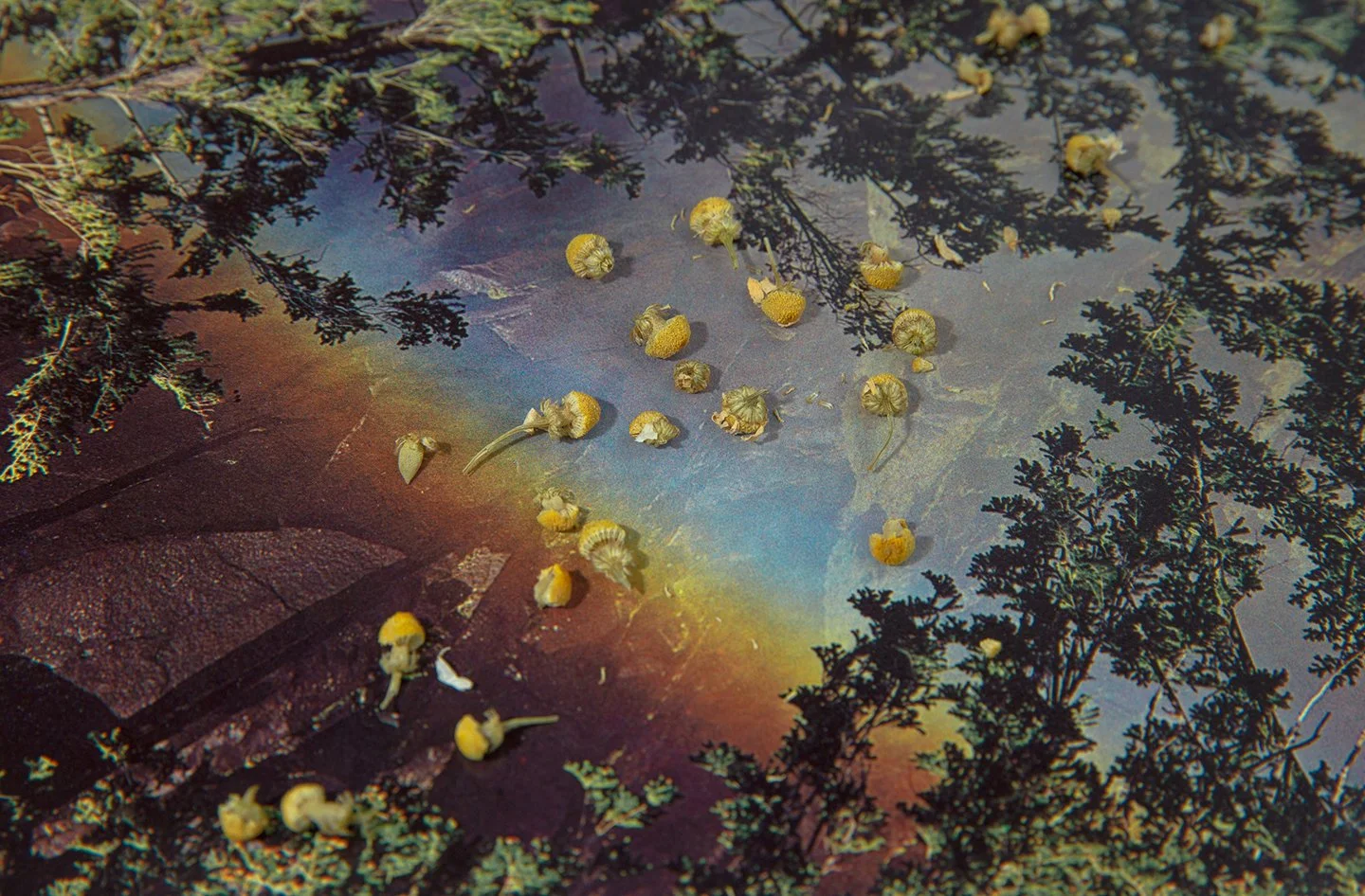 Cosmic_herbals__030.jpg