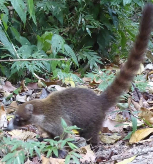 The Picture As Promised; They Call It a Coati.