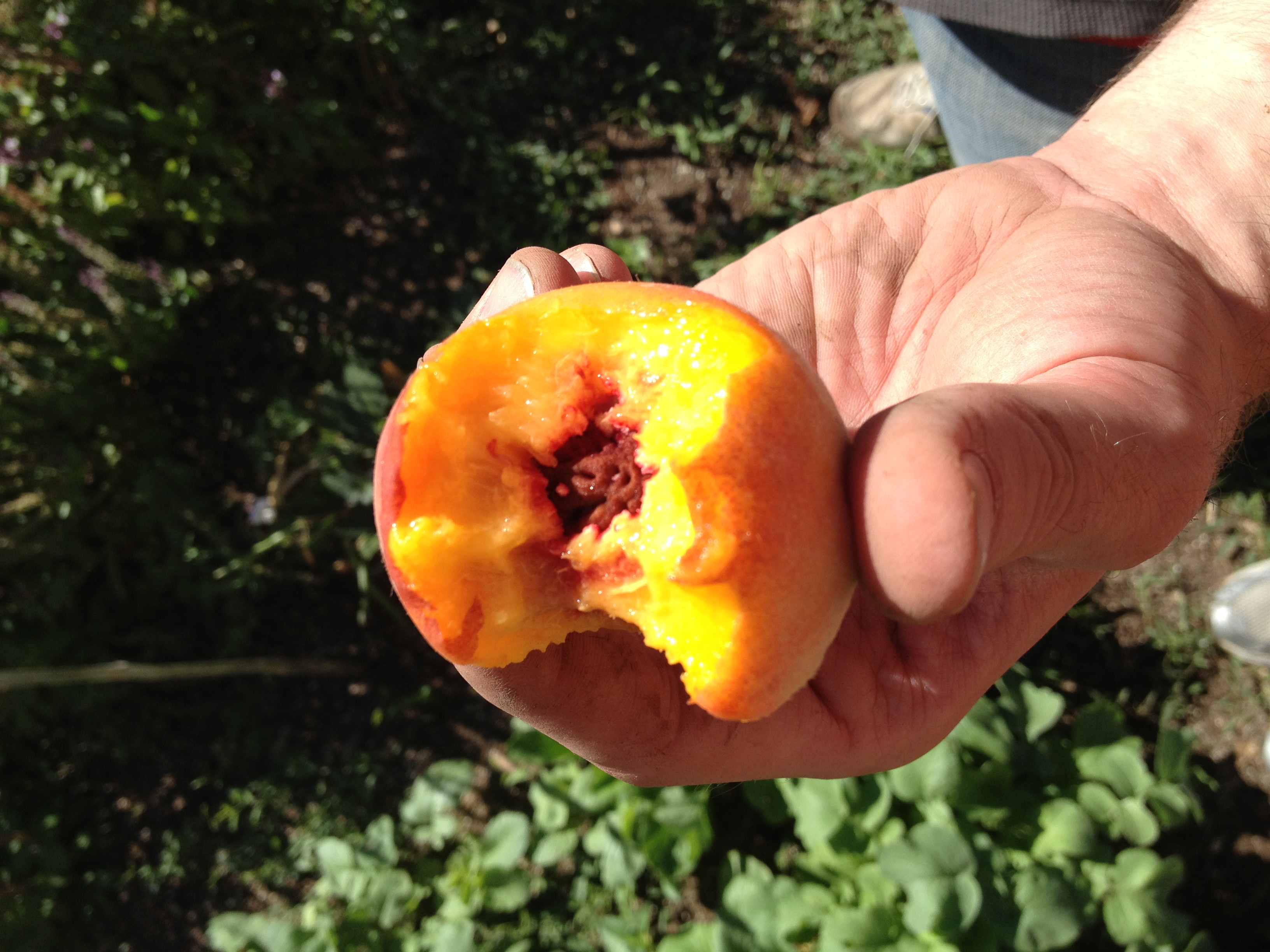 "A peach grown at the preSERVE Garden in Chicago's North Lawndale neighborhood." | Photo: Courtesy Cortney Ahern