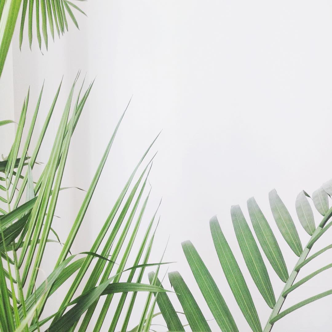 I'm a sucker for plants and greenery in general. New York, why you so concrete?