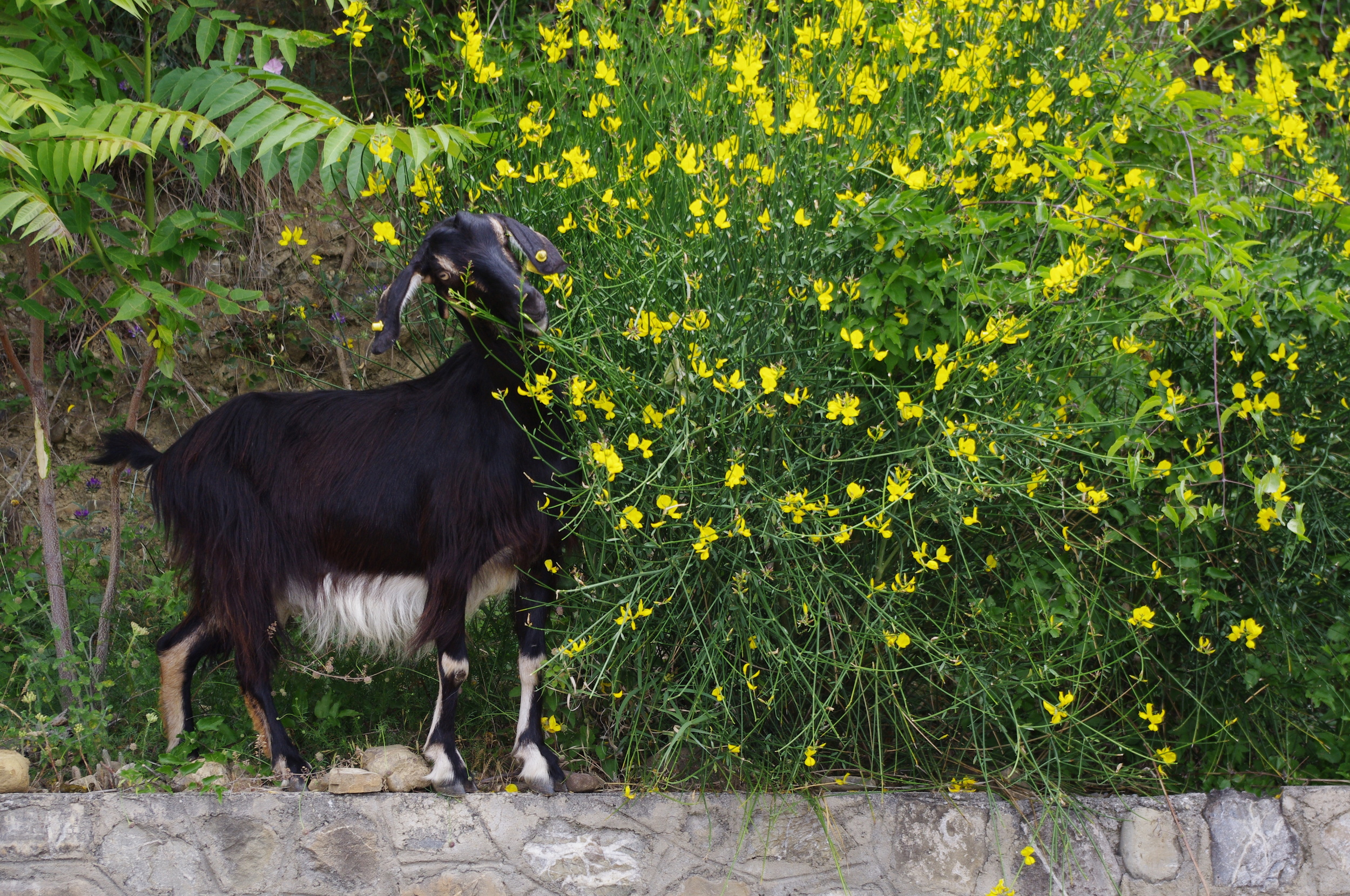 Noepoli Goat