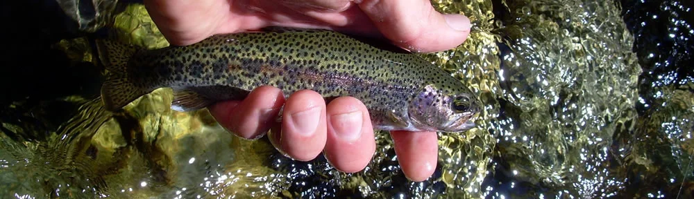Feather River Trout Unlimited.jpg