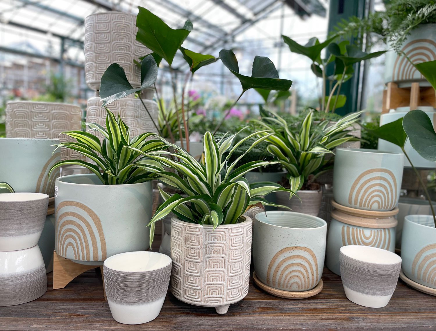 Pots for Indoor Plants — Seattle's Favorite Garden Store Since 1924 -  Swansons Nursery